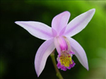 Bletilla Yokahama